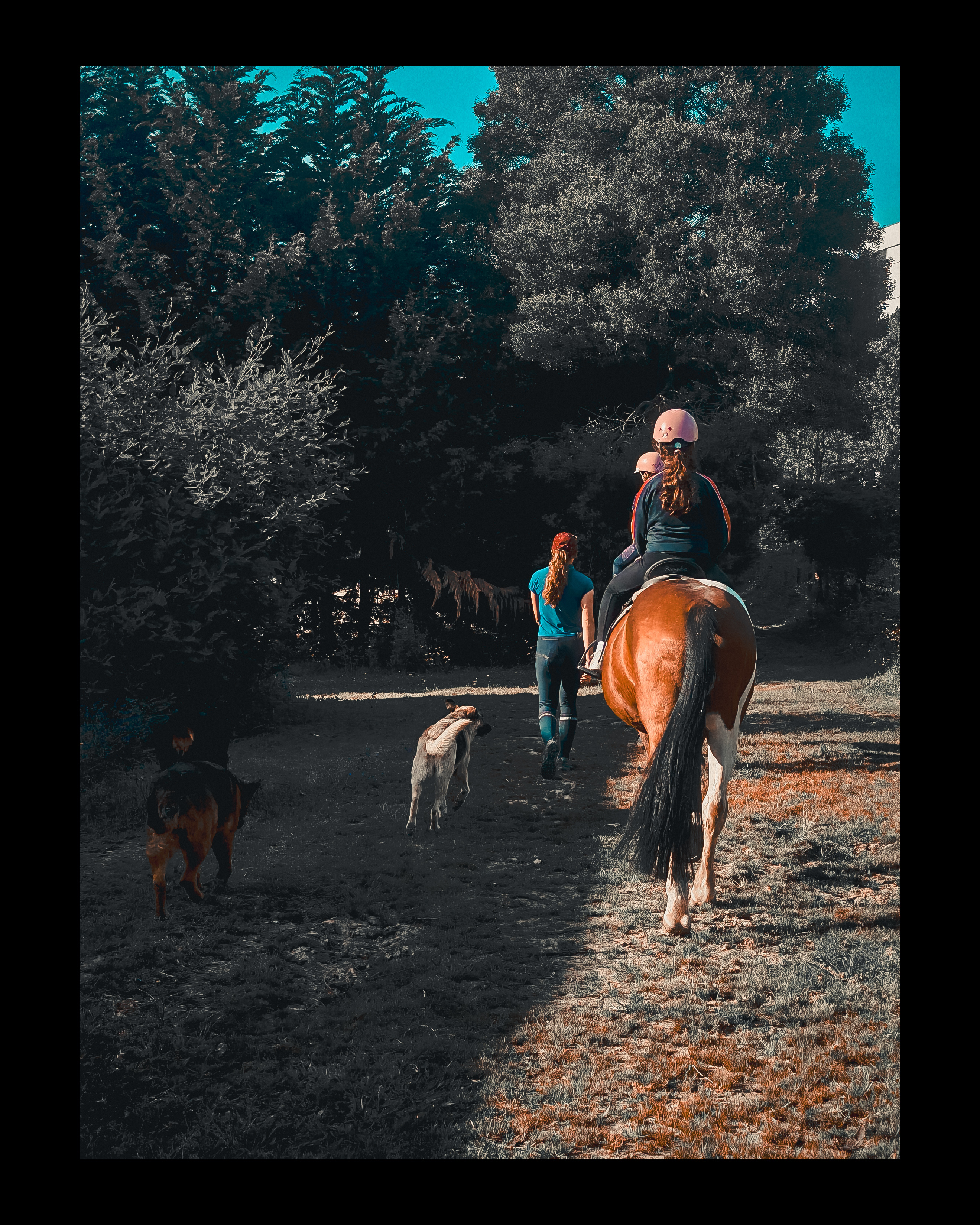 Horseback ride in the forest with dogs